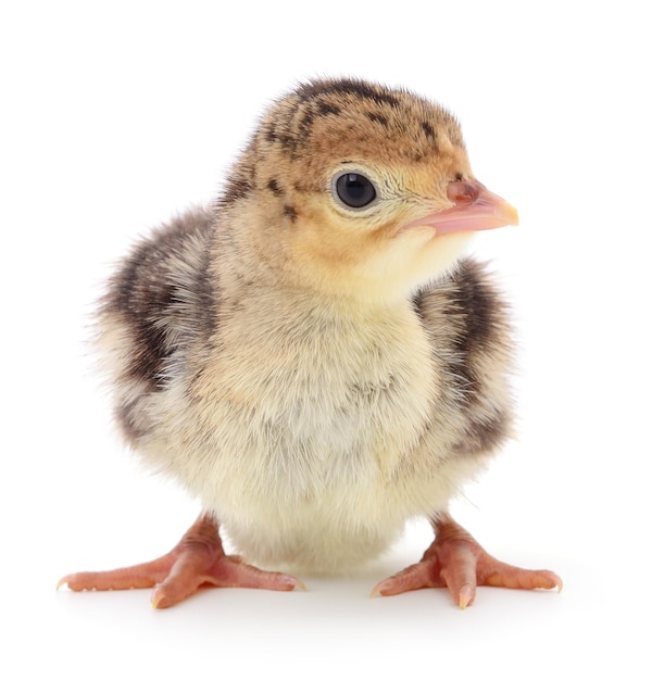 Photo chicken turkey isolated