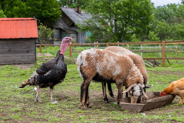 Photo chicken, turkey and sheeps grazing in the yard on green grass