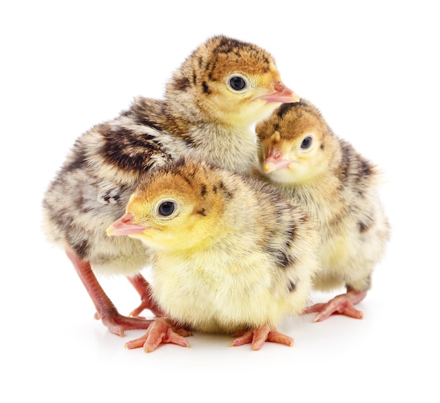 Chicken turkeys isolated on a white background