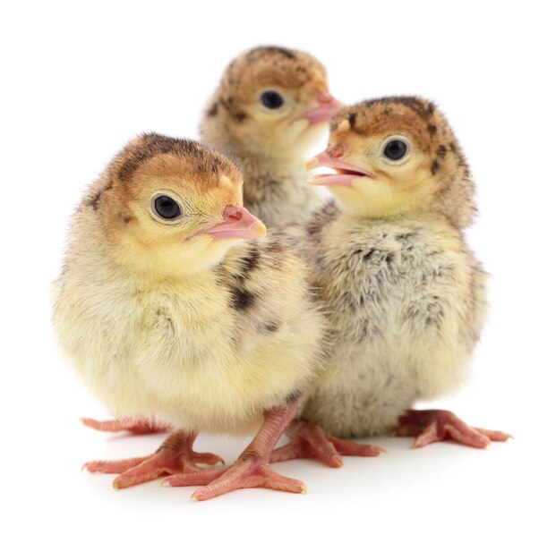 Chicken turkeys isolated on a white background