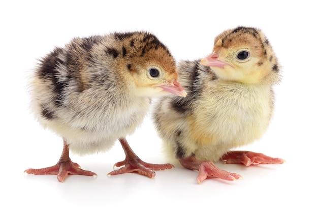 白い背景で隔離の鶏七面鳥