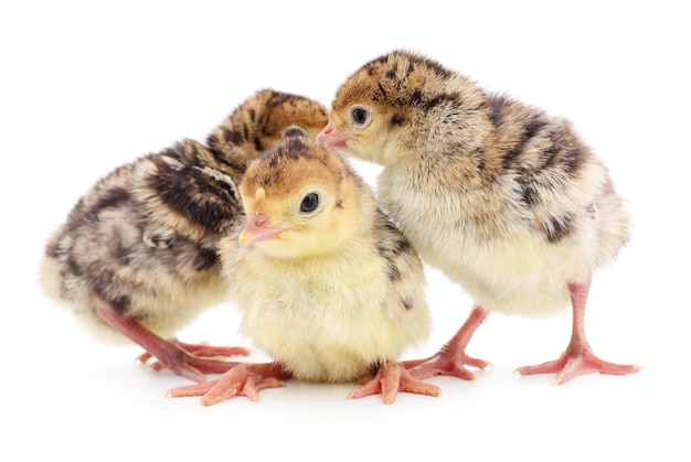 分離された鶏の七面鳥