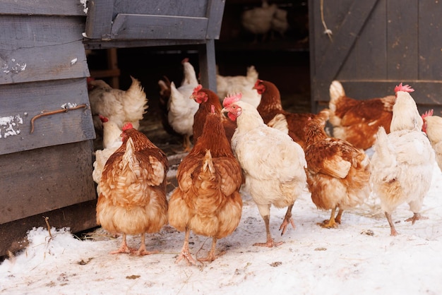 chicken walking on an ecopoultry farm in winter freerange chicken farm