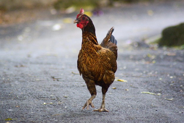 Photo chicken walking outdoors