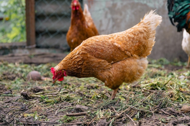 목장에서 산책하는 닭 농장의 목장에서 산책하면서 곡물을 찾는 닭
