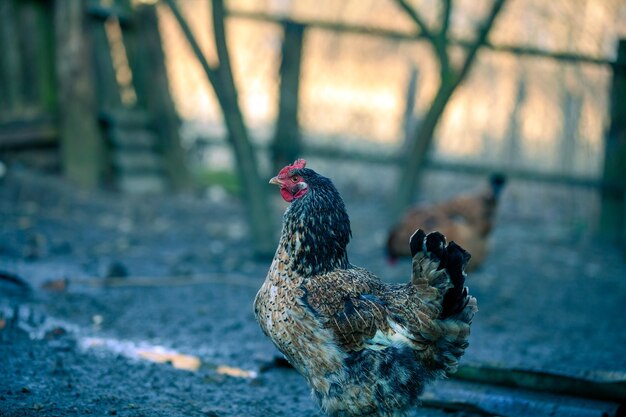 Chicken walking in the yard