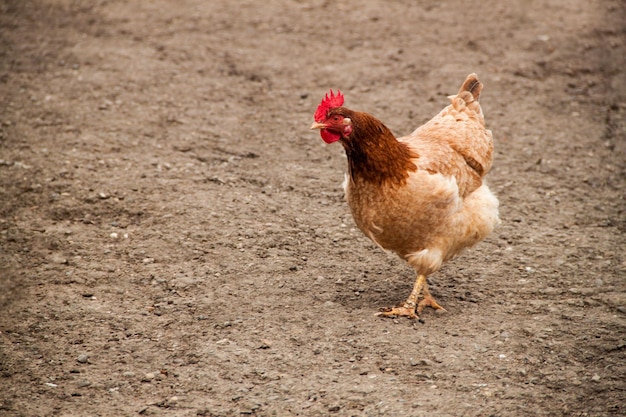 Il pollo cammina su sfondo marrone