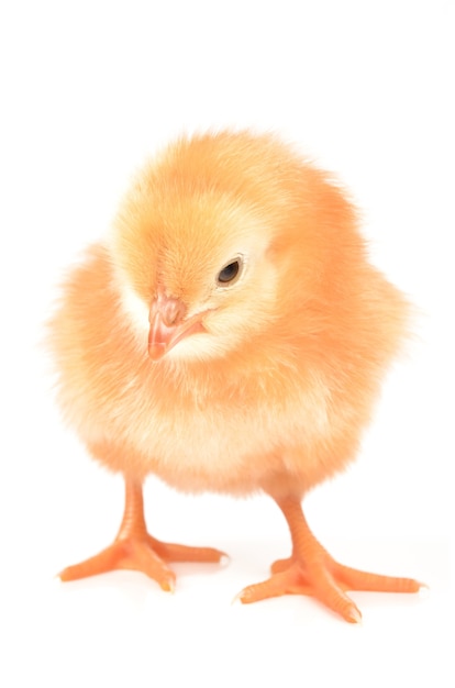 Chicken on a white background