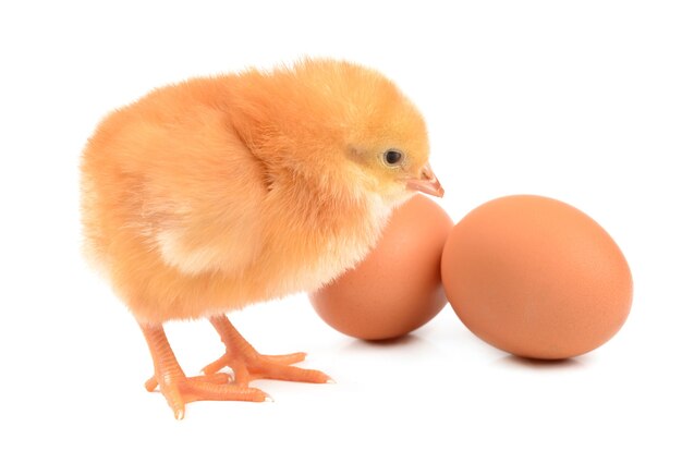 Chicken on a white background