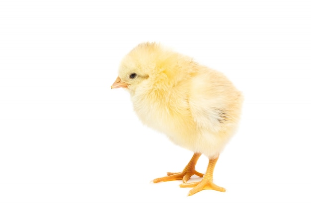 Chicken on white background