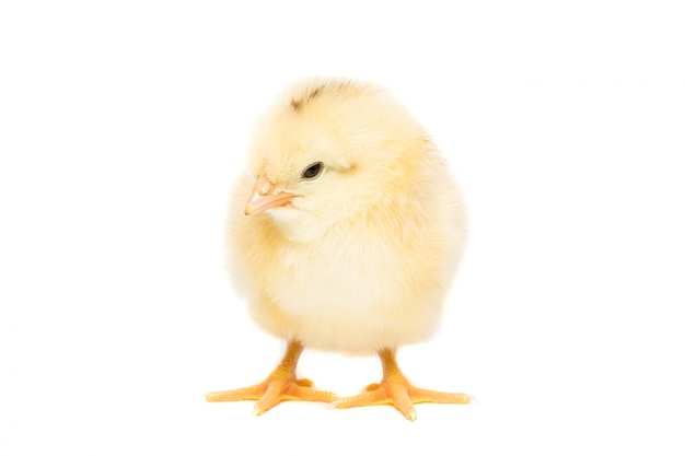 Chicken on white background