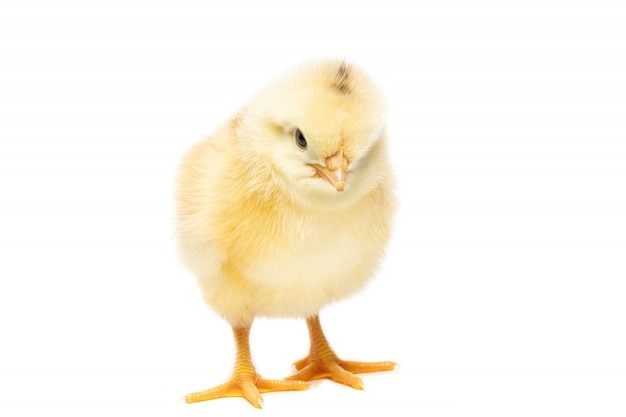 Chicken on white background