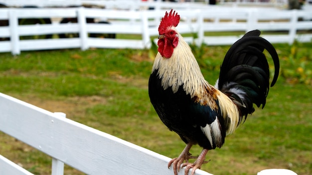 The chicken whose standing on the fence on farm closeup