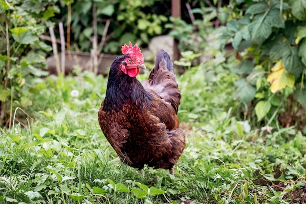 Chicken with brown and black feathers in the garden among the grass