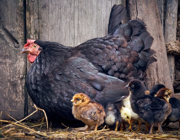 Chicken with chickens in the farmyard.