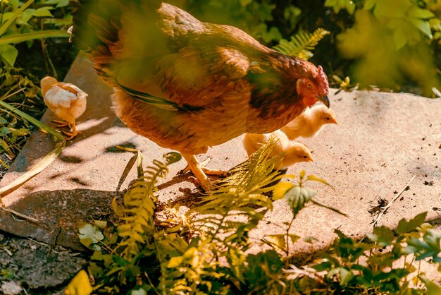 Photo chicken with chickens