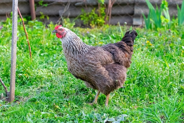 A chicken with dark speckled feathers walks on the grass in the farm garden