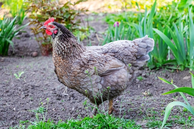 A chicken with dark speckled feathers walks on the grass in the farm garden