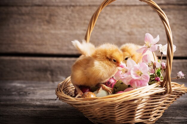 Chicken with Easter eggs on wooden background