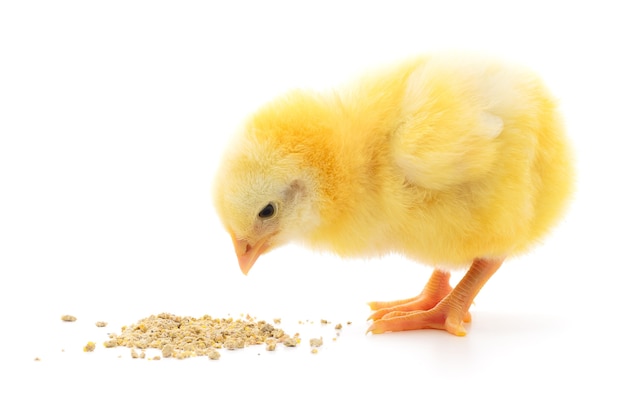 Chicken with food on a white background.