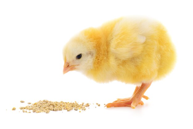 Chicken with food on a white background.