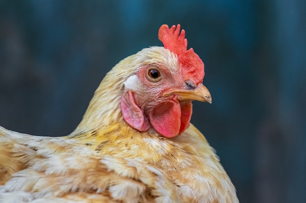 Photo chicken with light white and orange feathers close up in profile on a dark background