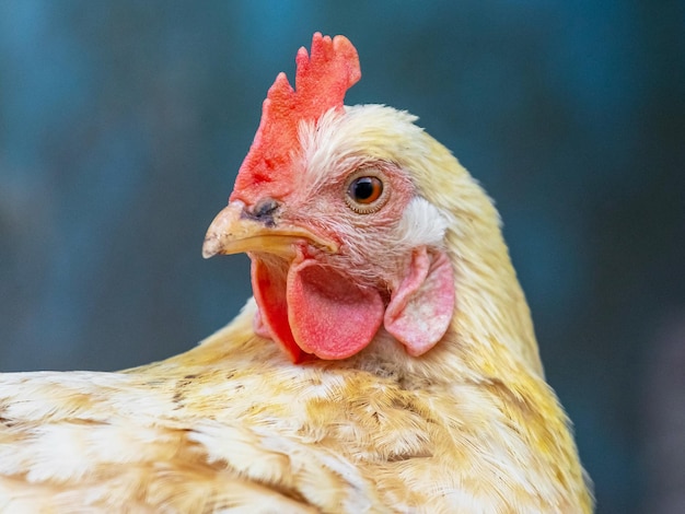 Chicken with light white and orange feathers close up in profile on a dark background