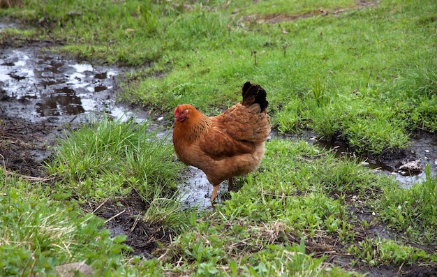 Photo chicken with orange feathers