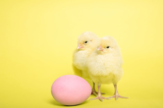 Chicken on a yellow background with an Easter egg