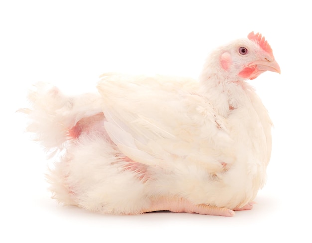 Photo chicken or young broiler chicken