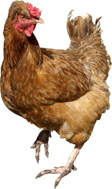 chicken