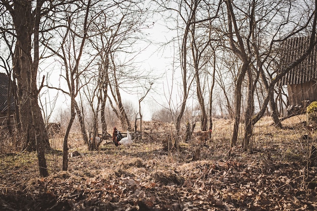 Photo chickens on a background of autumn trees