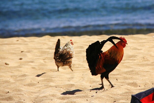 Photo chickens at beach on sunny day