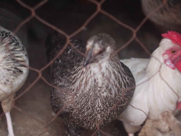 Photo chickens in the cage