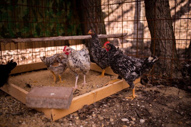 Chickens in a chicken coop with a fence in the background