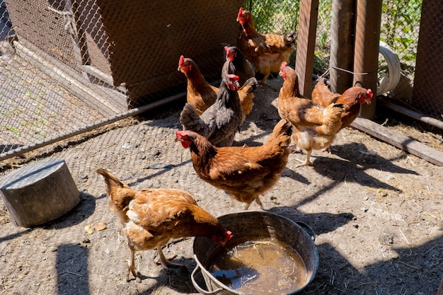 Chickens in a chicken coop.