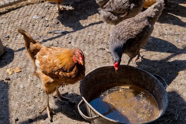 Photo chickens in a chicken coop.