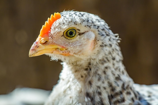 Chickens close up bird species Domestic chickens