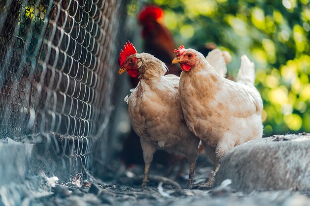 Chickens on dried grass in enclosure white hens walking on heap
of dried grass in enclosure on summer day on farm