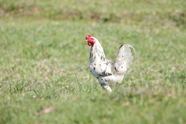 Polli che mangiano cespugli di vari tipi e dimensioni sull'erba del campo