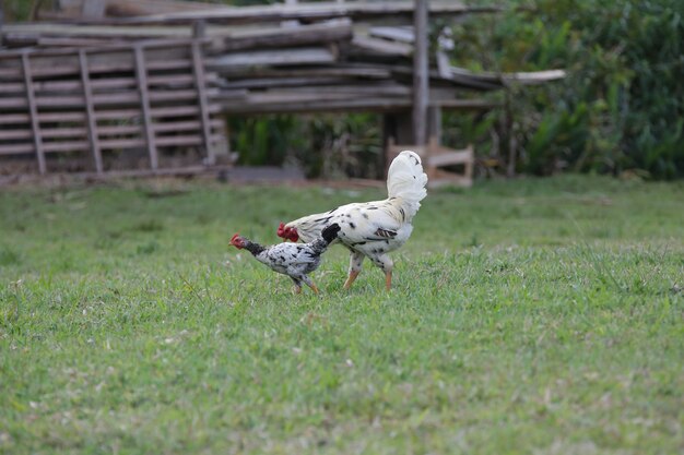 Polli che mangiano cespugli di vari tipi e dimensioni sull'erba del campo