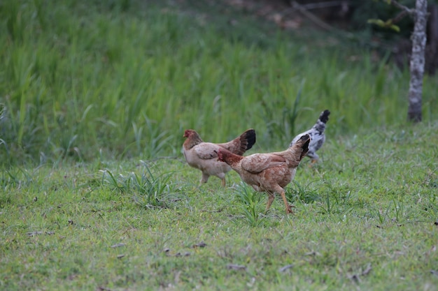 Chickens eating bush of various types and sizes on the grass in the field