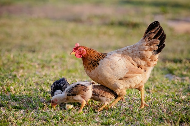 Polli che mangiano cespugli di vari tipi e dimensioni sull'erba del campo