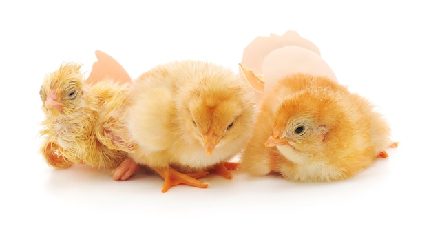 Chickens and eggs shell on white background