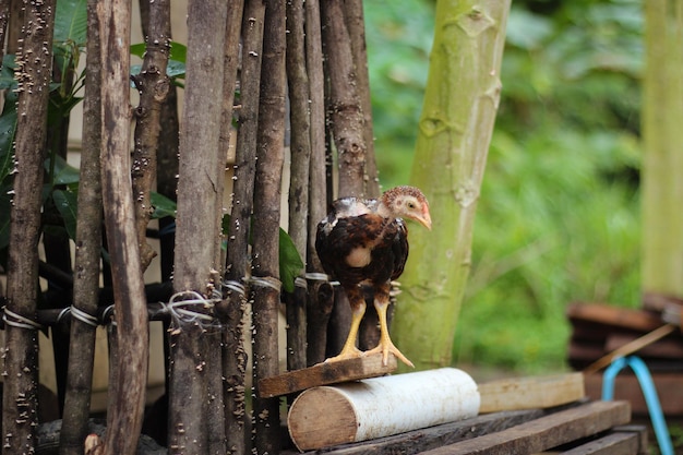 Chickens on the Farm in Indonesia