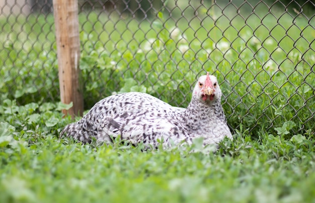 Chickens on the farm poultry concept White loose chicken outdoors Funny bird on a bio farm Domestic