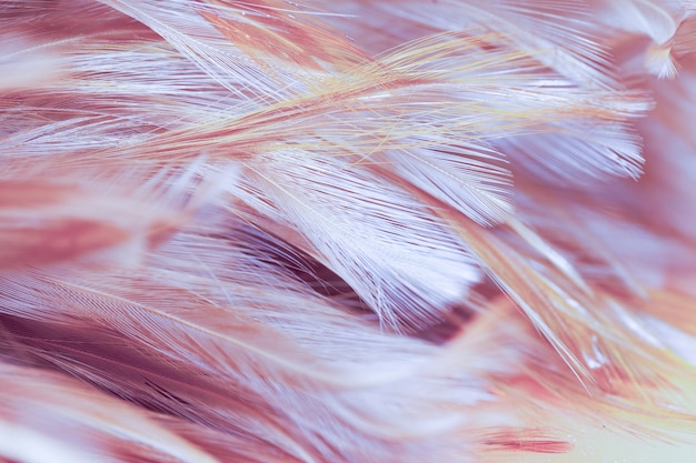 chickens feather texture abstract for background