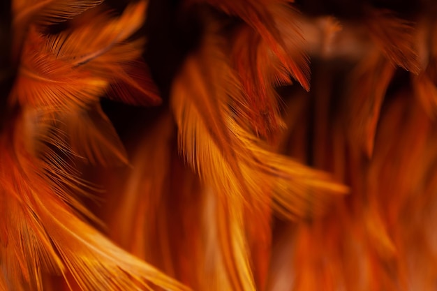 Chickens feather texture abstract for background