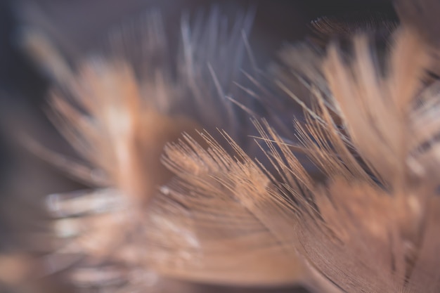 chickens feather texture for background