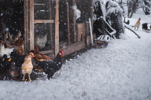 雪の中のニワトリとガチョウ